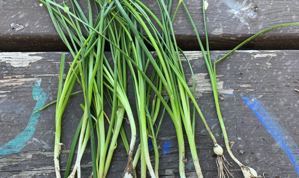 Bunch of Wild Garlic