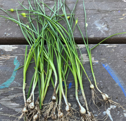 Bunch of Wild Garlic