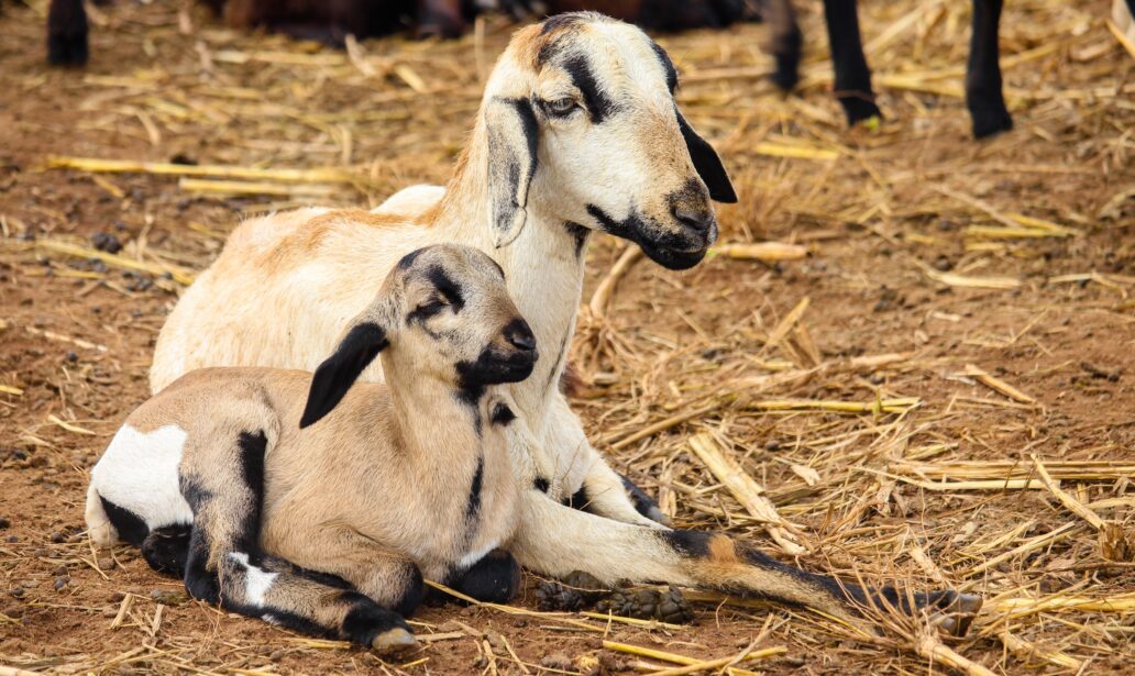 Mama and baby goat