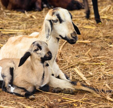 Mama and baby goat